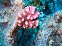DSCF8563 ruzovy koral